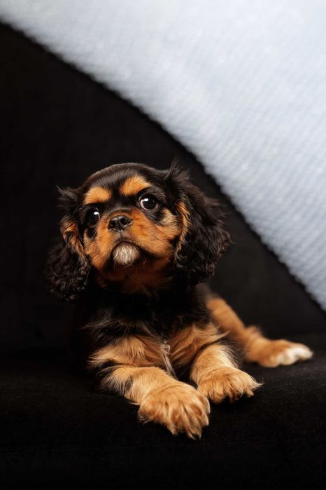 Cavalier King Charles Spaniel * Chłopczyk Tokyo - gotowy do odbioru