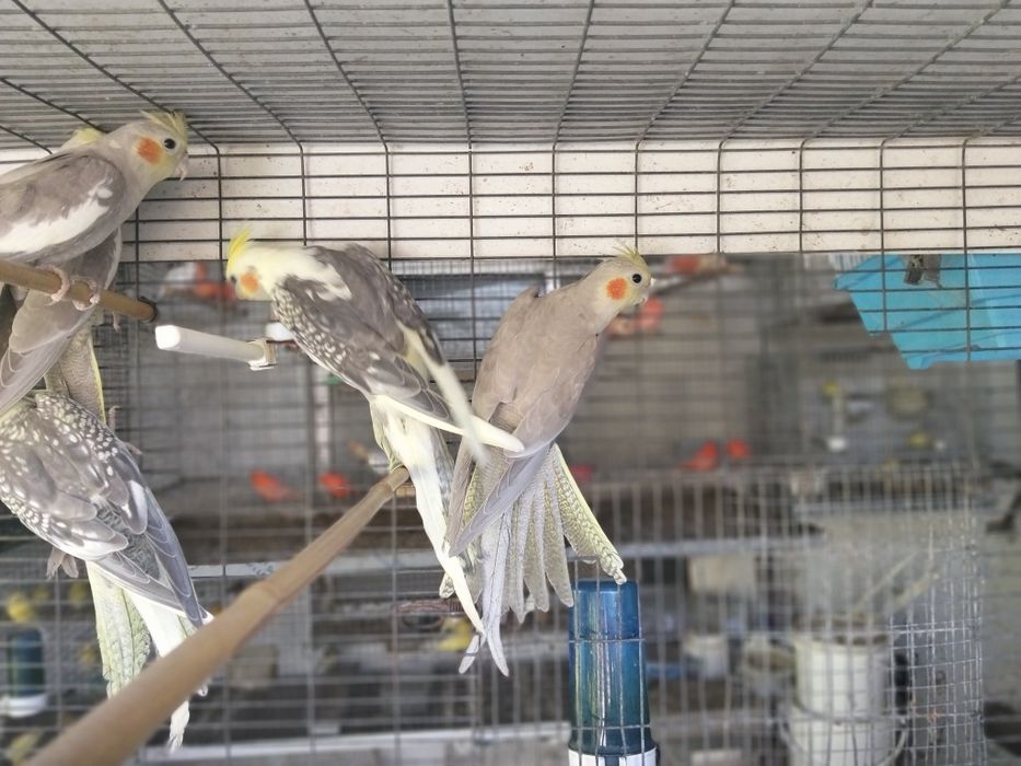 Várias Aves disponíveis