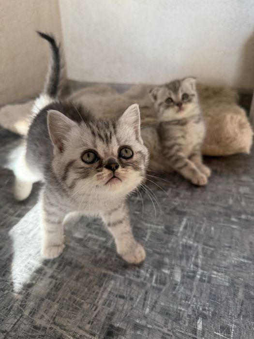 Шиншилові котята залишилось 2 хлопчики