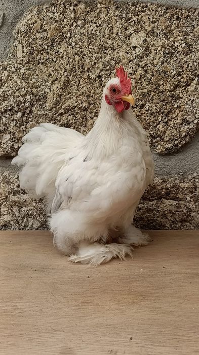 Galo pekin troca