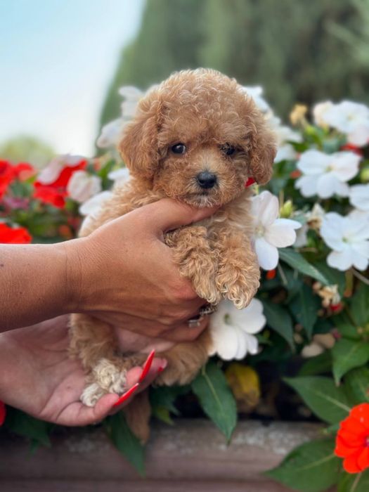Лялькові Ф1/Ф2 цуценята мальтипу