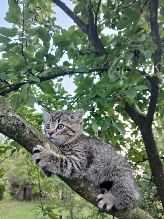 Котики безкоштовно