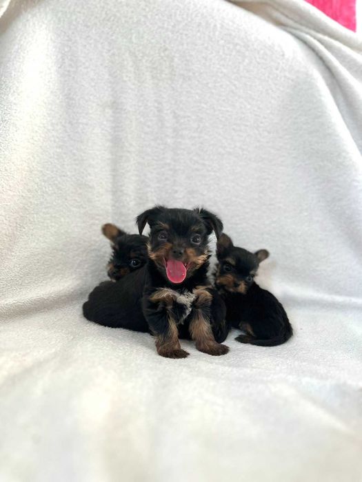 Порода йоркширський терьєр