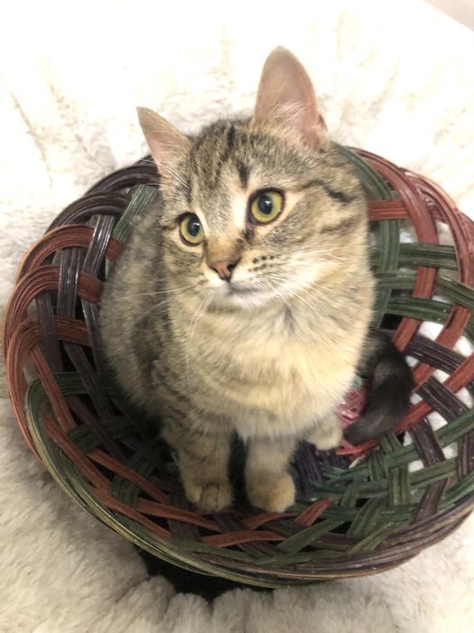 Виховане кошеня безкоштовно