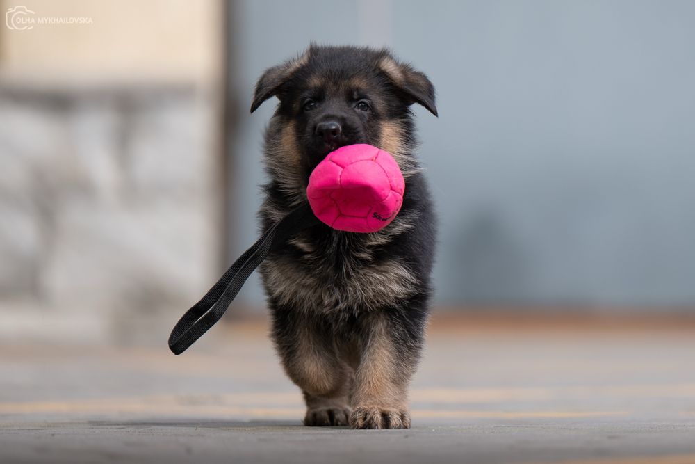 Цуценята німецької вівчарки, КСУ