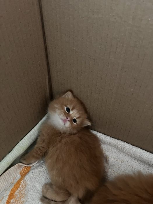 віддам котенят рижих