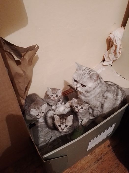 Шотландське кошеня
