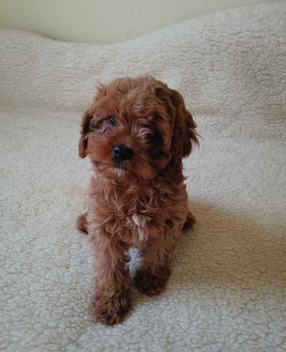 Cavapoo śliczna suczka