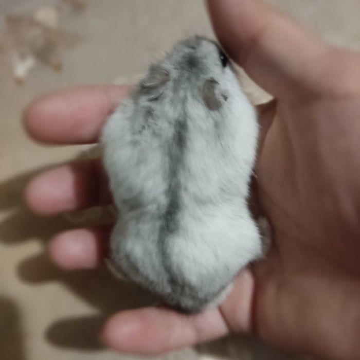 Джунгарик.Хом'ячок джунгарик.Самець хом'ячка.Красунчик джунгарик.