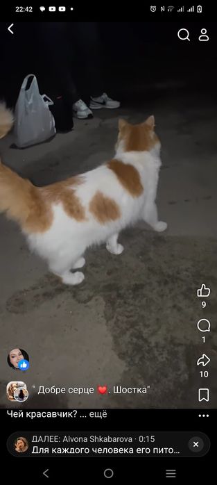 Котик в добрі руки