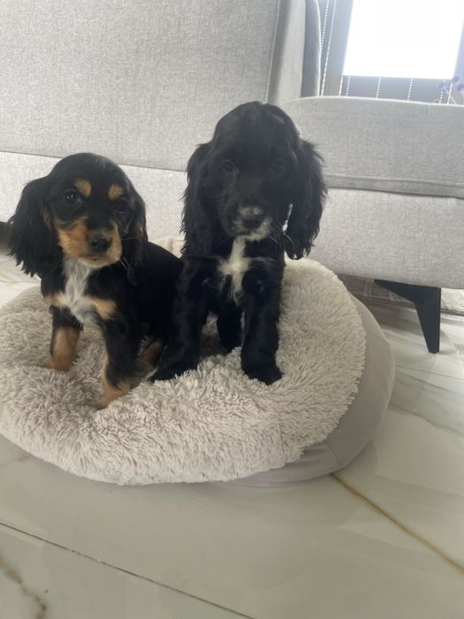 Cocker Spaniel Suczka Black