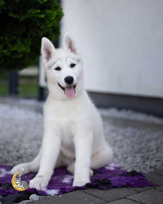 Szczeniak Siberian Husky z rodowodem ZKwP/FCI