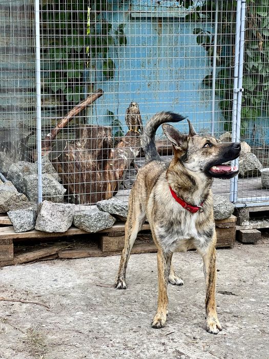 Тайгер ищет семью