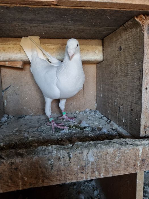 Niemiecki Biały wystawowy