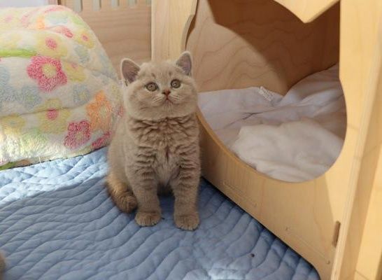 Шотландские прямоухие котята.