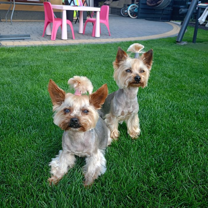 York Yorkshire terrier doświadczony reproduktor