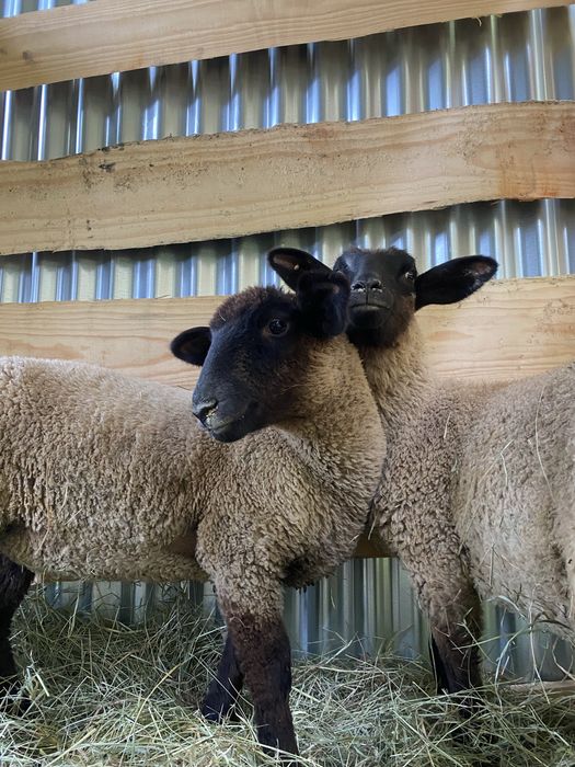 Ovelhas suffolk