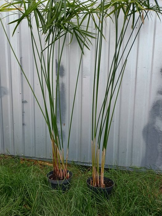 Papirus kwiatek dwu letni - 120 cm