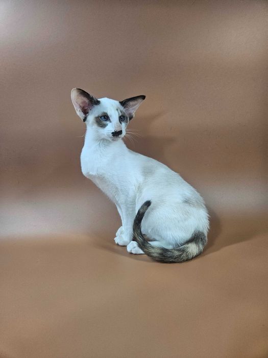 Ориентальный котенок девочка Iris сиамского черепахового окраса с белы