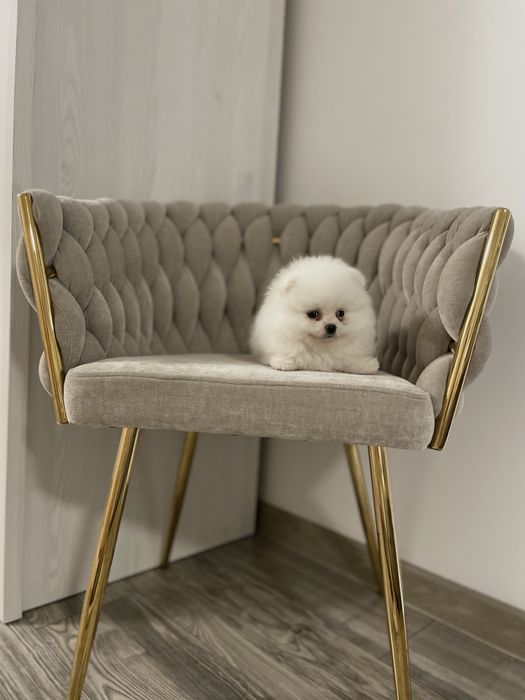 Pomeranian biały misio