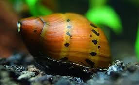 Неретина крапка слимак акваріумний