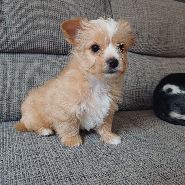 Yorkshiere Terrier suczka rodowodowa York