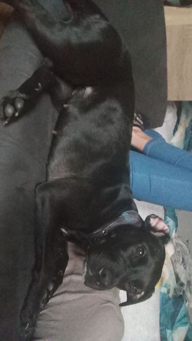 Oddam psa w typie amstaffa