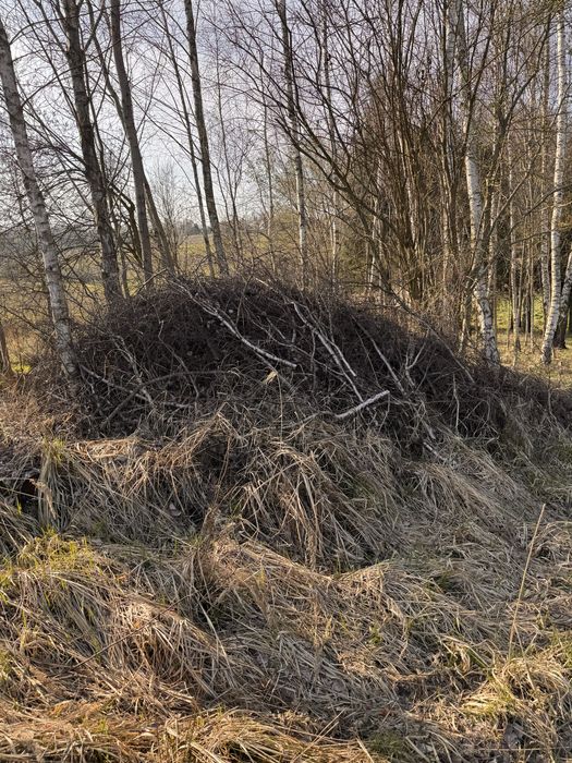 Oddam galezie i drewno!