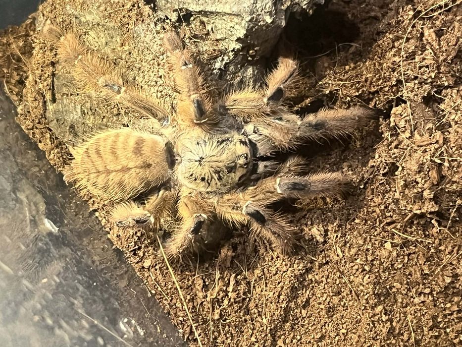 Pająki na sprzedaż