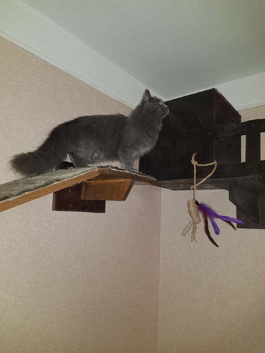 Якісна перетримка/ передержка домашніх улюбленців "Як у себе вдома"