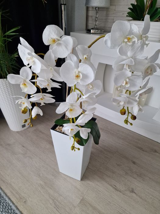 Storczyk 80 centymetrów