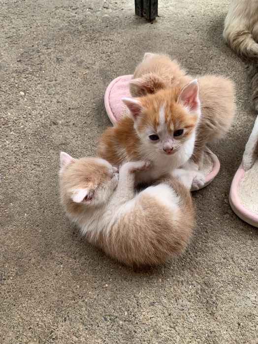 Котики в добрі руки