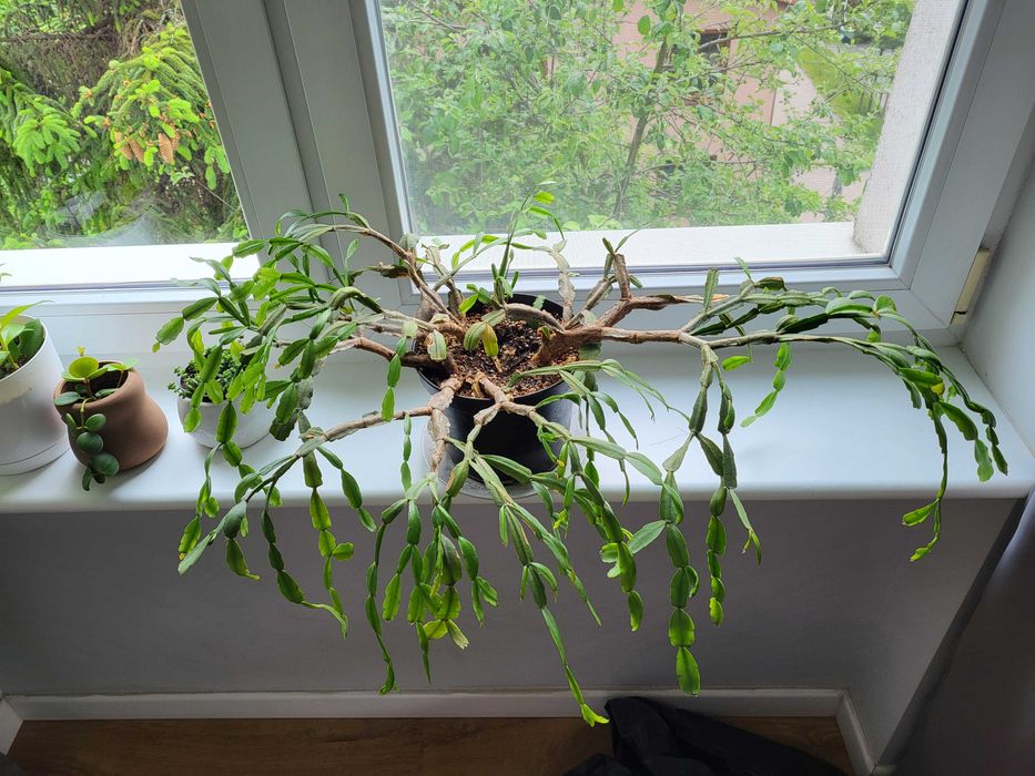 ogromny kaktus schlumbergera grudnik wieloletni