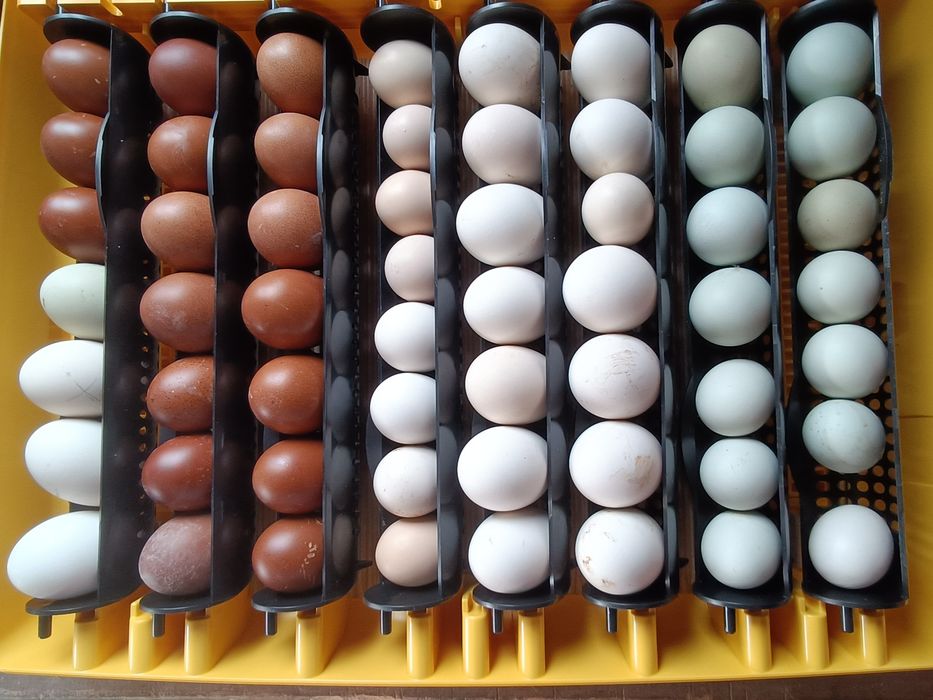 OVOS  Maran, Araucana, Ayam ketawa, Andaluza, Paduana