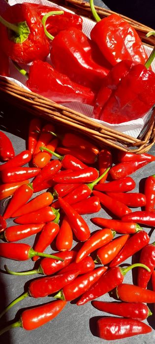 Produtos biológicos: diospiros, maçã, abóbora menina, chuchu,citrinos, cogumelos silvestres...