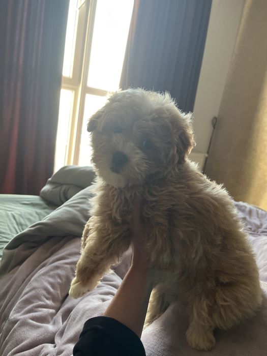 Міні Хлопчик Мальтіпу ф1