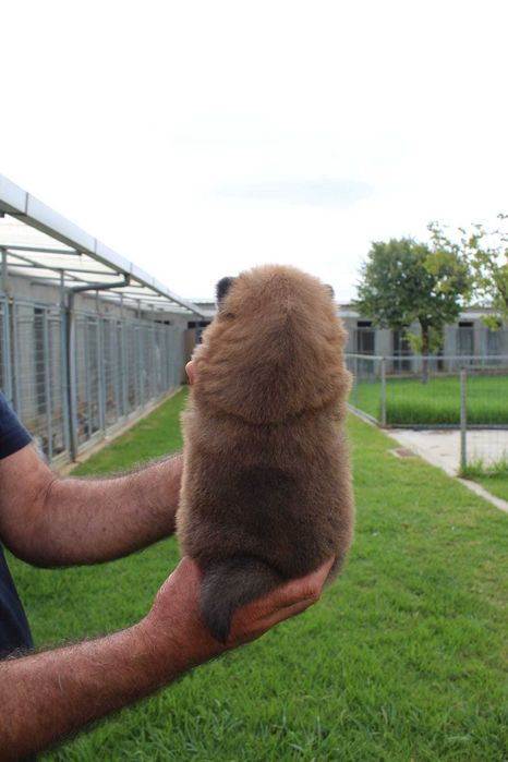Cachorro Chow-Chow com LOP