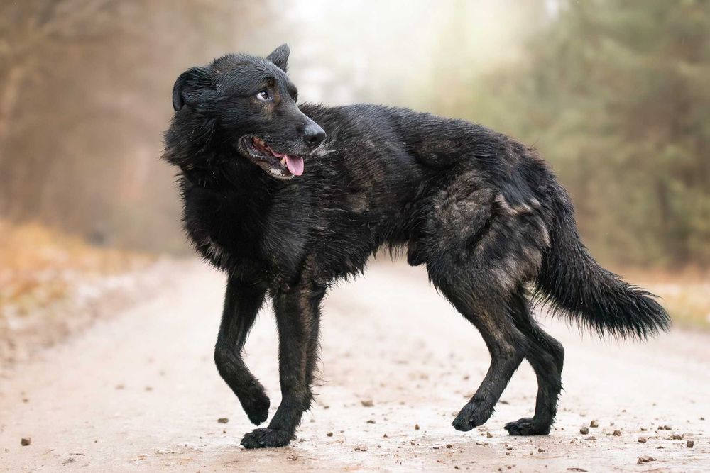 Duży czarny łagodny psiak - Charon szuka swojej rodziny do kochania