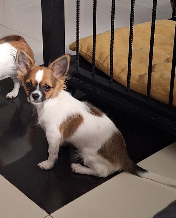 Piękny długowłosy samiec Chihuahua  Lipton - Już czeka na nowy domek.