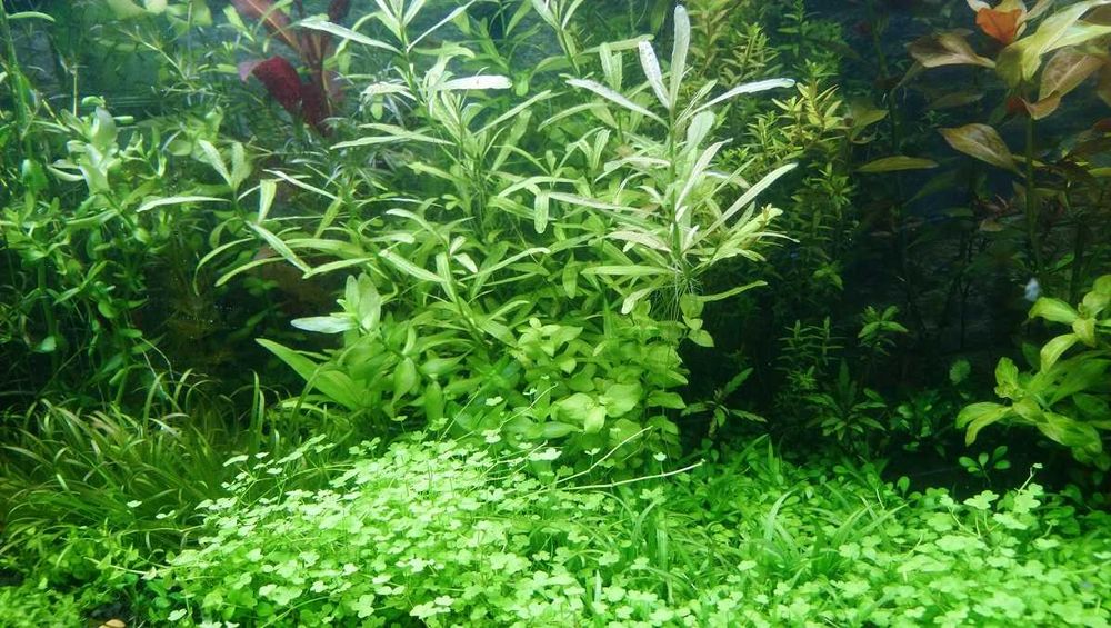 Rośliny Akwariowe z przycinki, nadmiary z moich akwariów.