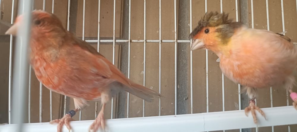 Casal de canários Arlequim Português