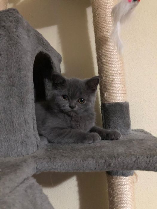 Scottish Straight Blue