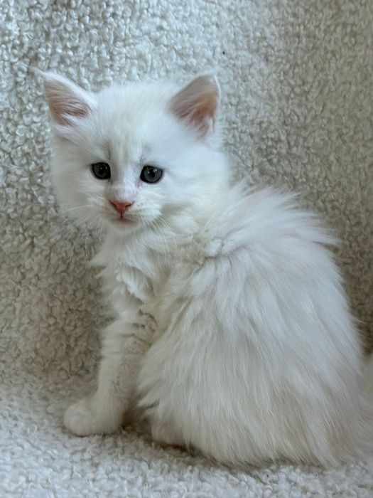 Kocur Maine Coon kocurek rudy ze srebrem