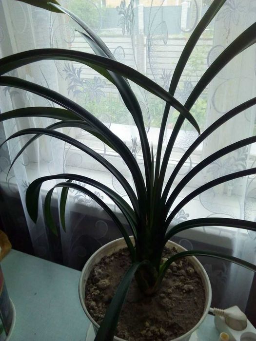Клівія кіноварна(Clivia miniata)від 100-300 гр.