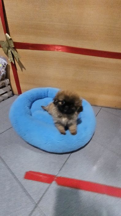 Pequinês fêmea pura