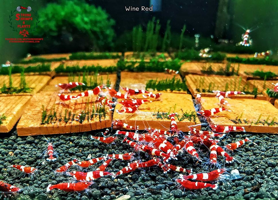 Krewetki Caridina Wine Red ZAMIANA GRATIS PROMOCJA