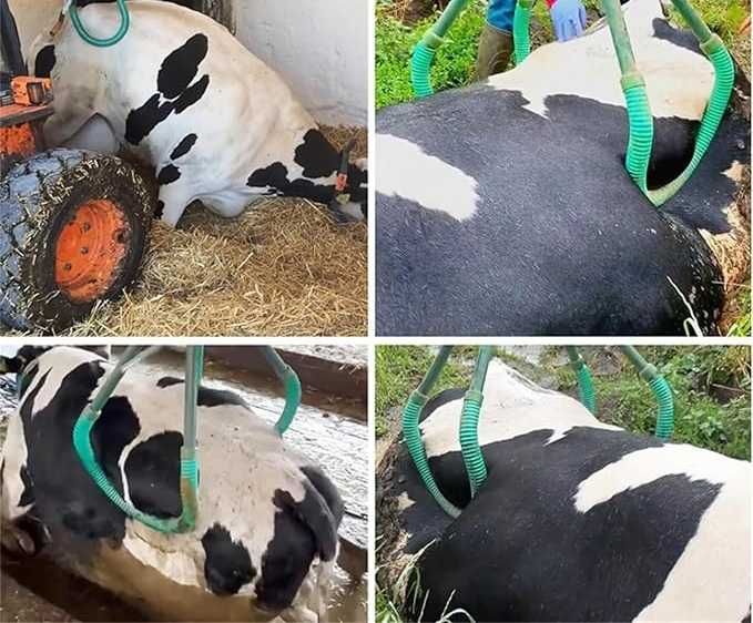 Urządzenie do podnoszenia krów do 900 kg.Podnośnik Biodrowy