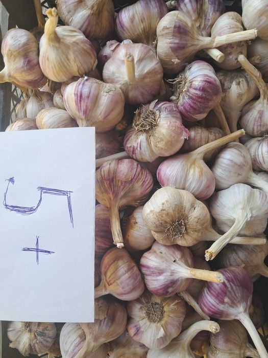 Продам часник Любаша