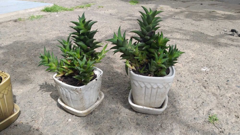 Астролоба, апікра, апикра, суккуленти