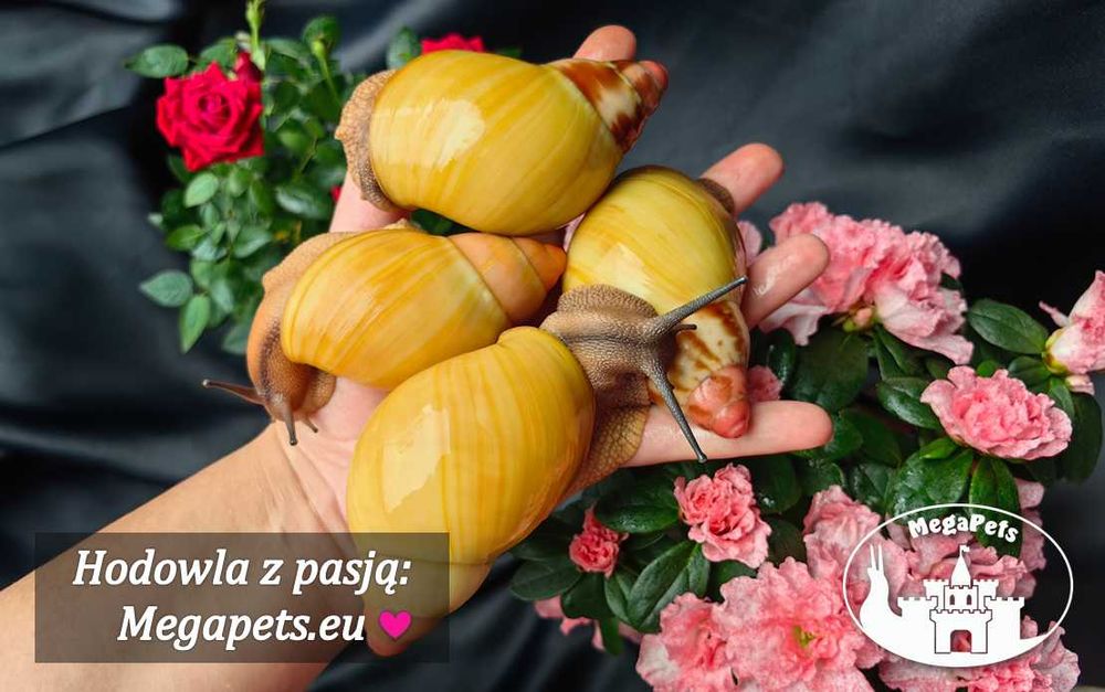 Archachatina marginata grevillei Ślimaki Achatina Lissachatina Terra